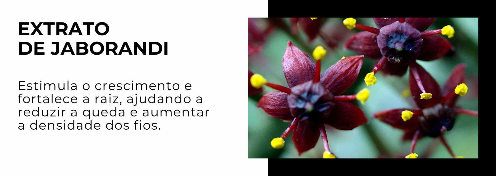 Slideshow Image 1